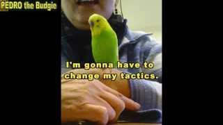 How to touch a birds tail feather without it flying away - Pedro the Budgie Video #20