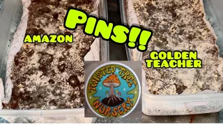 the MYC files: amazon vs golden teacher: We've got pins!!!