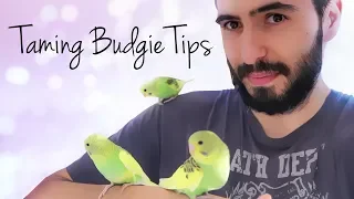 How to tame a Budgie | Scared Baby Budgie | Taming a Parakeet