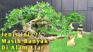 Jenis Tanaman Bonsai Yang Masih Banyak Di Temukan Di Alam Liar