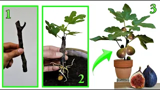 FIG PLANT, the infallible trick to multiply it with a sprig, at no cost