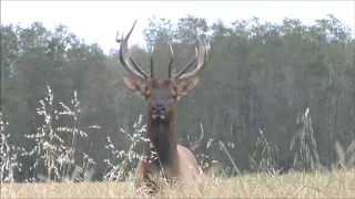 Elk Calling September 2017