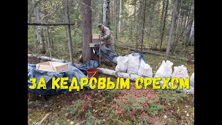 ЗАГОТОВКА КЕДРОВОГО ОРЕХА 2022