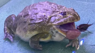 African Bullfrog Eating Crickets! African Bullfrog Live Feeding