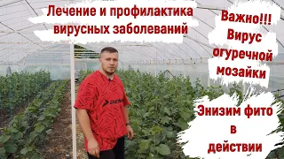 Победите вирус огурца. Один из самых верных способов.