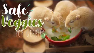 Safe VEGGIES for Gerbils!