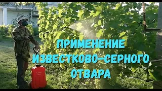 Применение известково серного отвара на винограднике