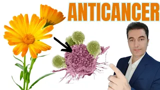 10 strongest natural anticancer drugs