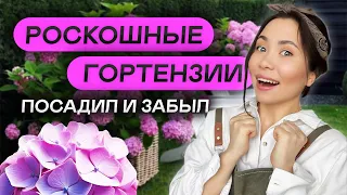 🌺МЕТЕЛЬЧАТАЯ ГОРТЕНЗИЯ: сорта которые не развалятся (сгруппировали по высоте)