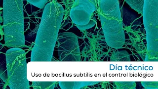 Uso de bacillus subtilis en el control biológico