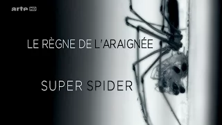 Le règne de l'araignée Documentaire  HDTV 720p  ZraP