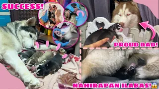 Malia Gave Birth! | NAHIRAPAN ILABAS ANG PUPPIES! | Husky Pack TV