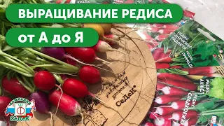 КАК ВЫРАЩИВАТЬ РЕДИС - Сорта редиса и секреты прекрасного урожая | РОЗЫГРЫШ – ПОДРОБНОСТИ В ОПИСАНИИ