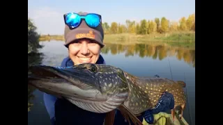 ЛОВЛЯ ЩУКИ НА ЗАЛИВАХ ДНЕПРА. Рыбалка в сентябре 2019