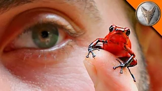 Poison Frogs in Our Backyard!