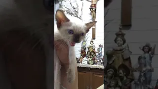 Siamese Cat cries like a baby