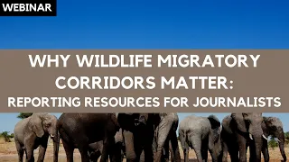 Why wildlife migratory corridors matter: Reporting resources for journalists