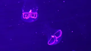 Tima formosa, a truly fascinating jellyfish