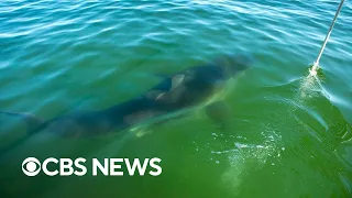 Cape Cod experiencing "white shark abundance," scientists say