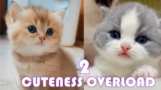 Cuteness Overload 2 💟 Super Cute Baby Cat Playing and Having Fun | I can watch this for a whole day!