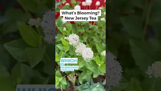 What’s Blooming?  It’s New Jersey Tea (Ceanothus americanus) #nativeplants #PollinatorWeek #ecology