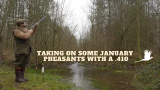 Taking On Some January Pheasants With A .410 | Pheasant Hunting With A .410