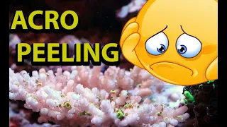 Acropora Peeling  Why Is This Happening & How To Prevent