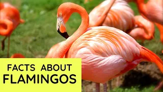 Flamingo Facts for Kids | Interesting Educational Video about Flamingos for Children | Fun Facts