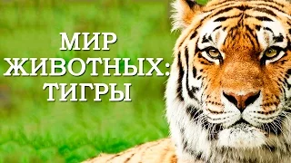 Мир Животных: Тигры