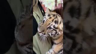 🐯🐯🐯WOW!!! adorable baby #tigercub #tiger #kitten #foryou #fpy #cute #kitty