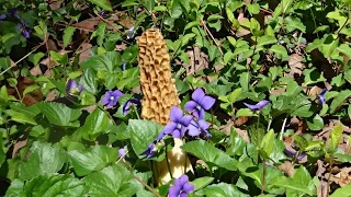 how to find morel mushrooms (made easy)