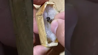 Así es una tumba para abejas.