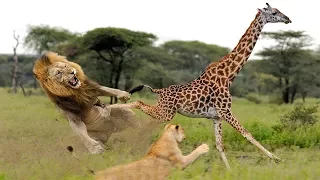 Brave Giraffe Kicked Two Lion | Lion Hunting Fail