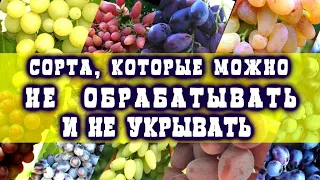 НЕ УКРЫВАЕМ И НЕ ОБРАБАТЫВАЕМ ЭТИ СОРТА ВИНОГРАДА