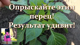 Так мало кто делает когда перец плохо цветет и не завязывается.Как заставить цвести сладкий перец