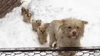 Hungry puppies line up in the snow waiting for their mother to beg for food