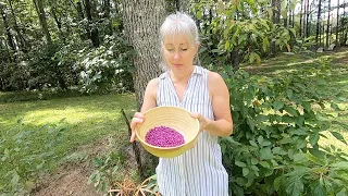 How to Make Beauty Berry Jelly: Backyard Foraging