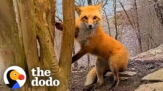 Guy Helps A Fox Whose Paw Is Caught In A Tree | The Dodo