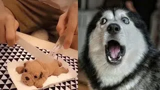 Dog Reaction to Cutting Cake - Funny Dog Cake Reaction Compilation#3| Pets House