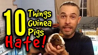 10 Things Guinea Pigs Hate!