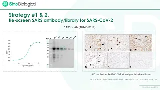 Strategies and Challenges for COVID-19 Antibody Development