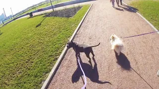 Отношение к собакам в Кудрово. Прогулка в МЕГА Парке.