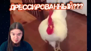 Jiskiran смотрит ЗАСМЕЯЛСЯ - ПОДПИСАЛСЯ!! ЛУЧШИЕ ПРИКОЛЫ 2019 ТЕСТ НА ПСИХИКУ УГАР! #42