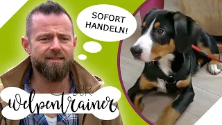 DRINGEND Handlungsbedarf! Mein Hund nimmt mich nicht ernst! | Der Welpentrainer | sixx