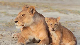 Lion Mother Keeps Cubs Safe | Born In Africa