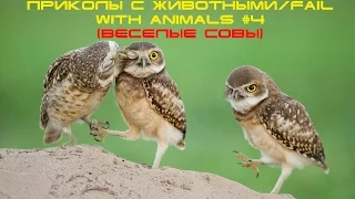 Приколы с животными/fail with animals #4 (Веселые совы)