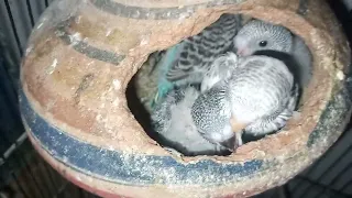 Baby Birds Eating | Mother sparrow Feeding Their Babies In Nest