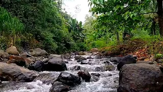The sound of the babbling brook, Beautiful ribu sounds for sleep, insomnia, meditation and study