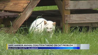 Safe Harbor Animal Coalition ‘fixing’ the stray, feral cat overpopulation problem in Baldwin County