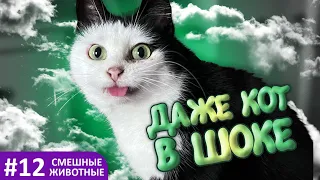 Смешные животные - коты, собаки и другие / Funny animals - cats, dogs and others #12